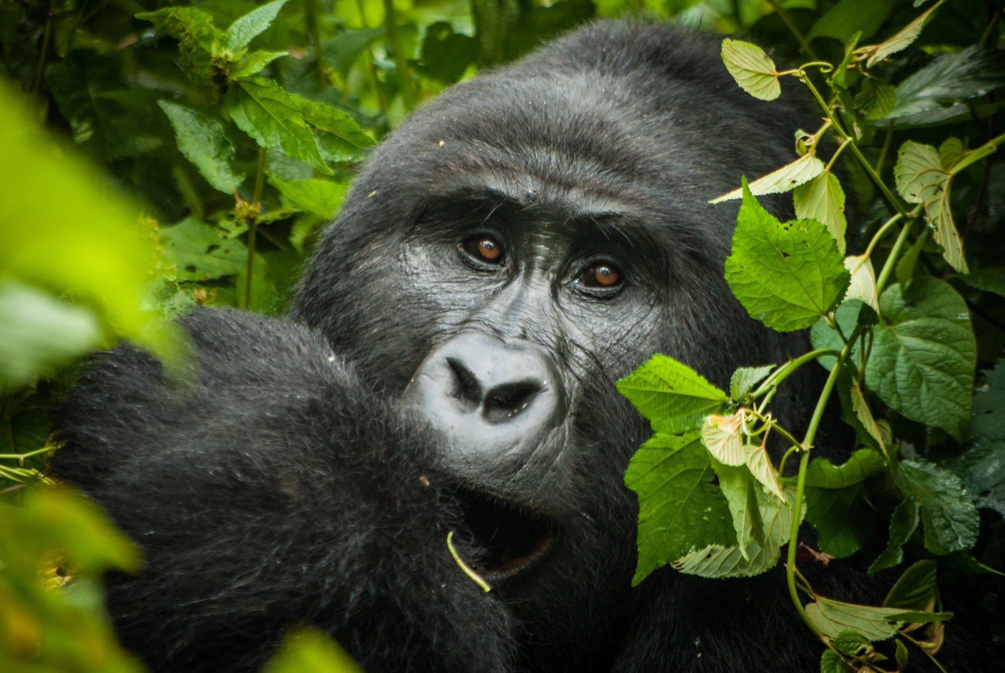 Rwanda & Uganda Wildlife Safari